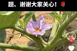 太难了！哈兰德目前50球&还剩2场比赛，基本无缘打破梅罗纪录